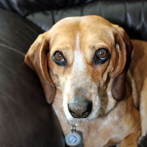 Fundraising Page: George Mazich